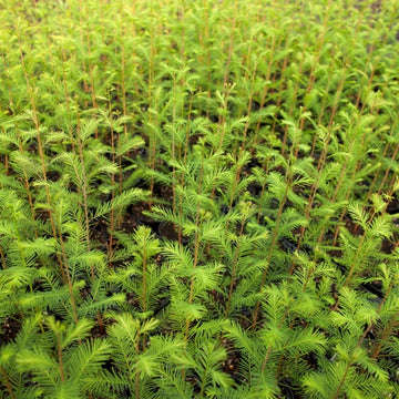 Image of Bald Cypress seedlings.